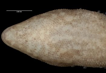 Media type: image;   Herpetology R-175141